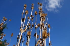 Navtive Shrubs in Your Landscape