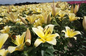 Oenothera - Perennial Plant, How to grow