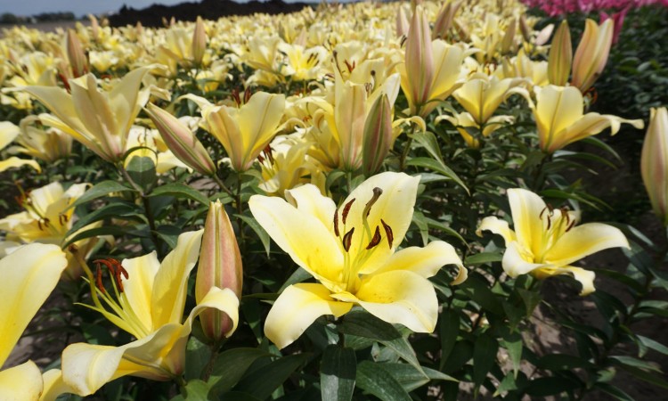 Oenothera - Perennial Plant, How to grow