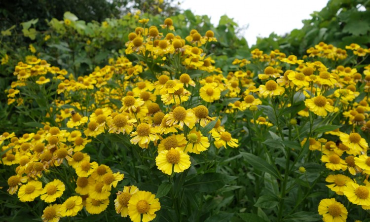 Organic Gardening Tips and Plants - How to