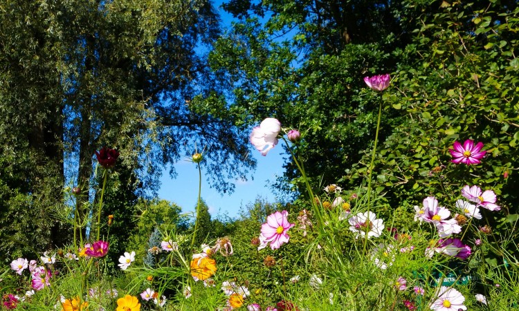 Pacific Northwest Mediterranean Garden