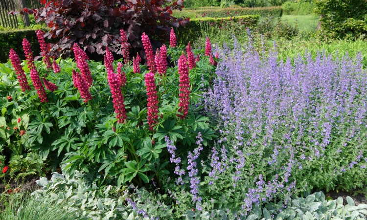 PERENNIALS REQUIRING WELL- DRAINED SITUATIONS