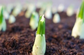 Planning the perfect garden