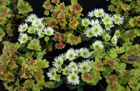 Plant food requirements for your garden