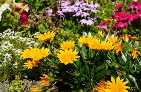 Planting a Windowbox planter