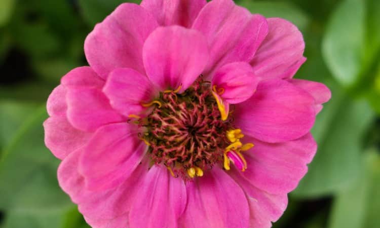 PREPARING PERENNIAL BEDS