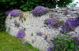 Purple Passion in a Garden