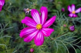 Pyrethrum - Pink Daisy, Perennials Guide to Planting Flowers