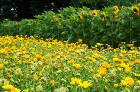 Romneya - Perennial Plant, How to grow