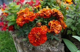 Single Pleasures in Gardening