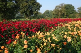 SO YOU WANT TO GROW PERENNIALS