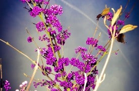 Splitting Perennials