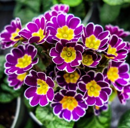 Standard Potting Mix
