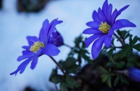 Taking Plant Cuttings the Easy Way