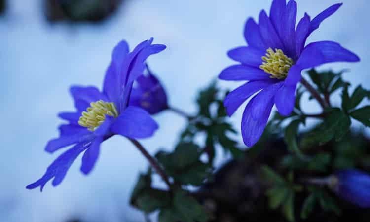 Taking Plant Cuttings the Easy Way