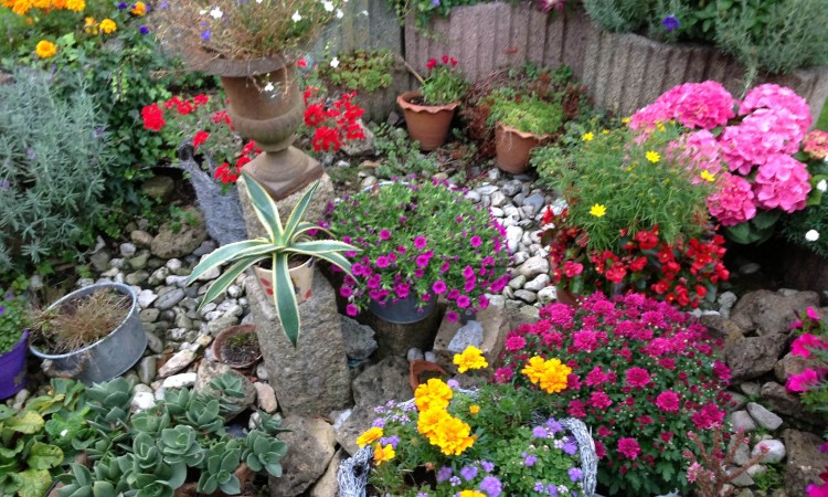 Trees with early flowers