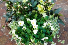 Variegated leaves of plants win gardeners over
