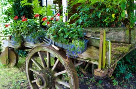 What is a garden bulb, corm and tuber