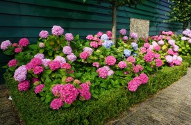 What is Soil and how to improve it?