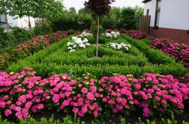 What to Do in February Gardening