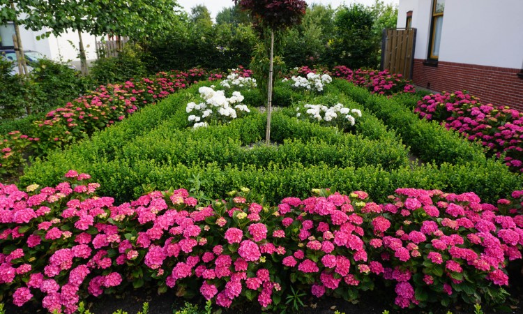 What to Do in February Gardening