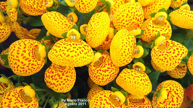 Growing Calceolaria (Calceloa'ria) - Plant information