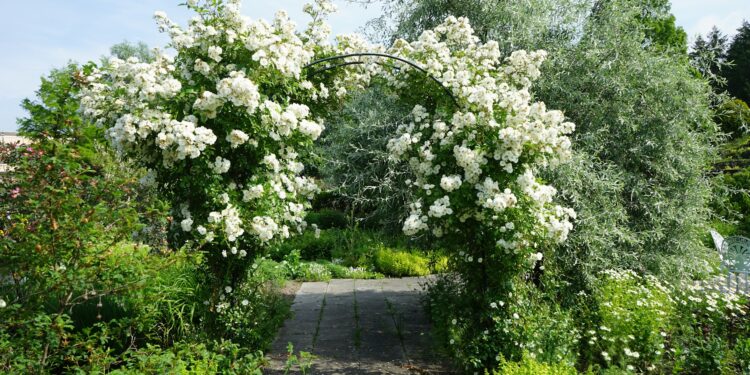 Pruning a Rose Bush