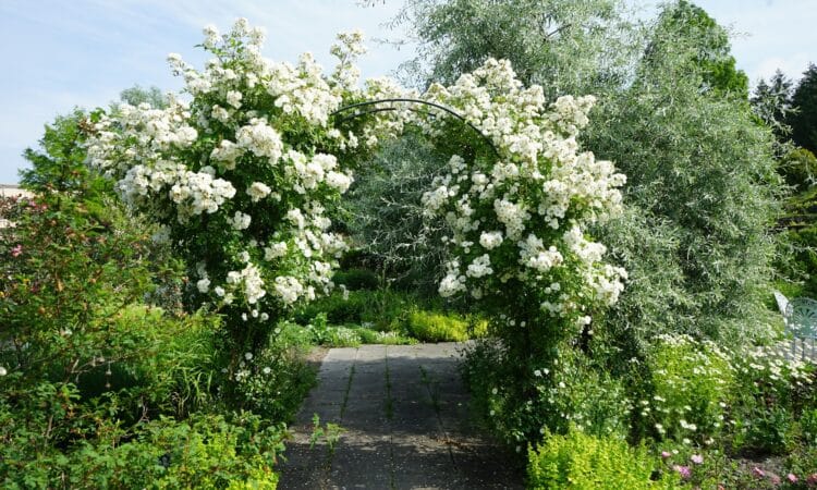 Pruning a Rose Bush
