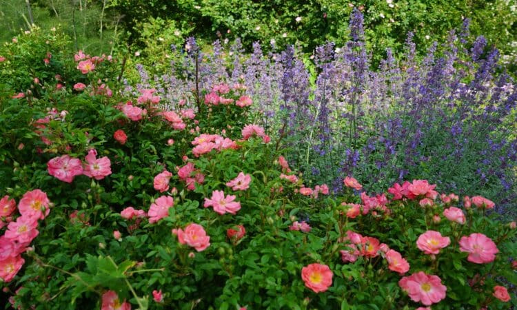 Improving Soil to Plant a Rose bush