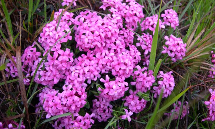 Daphne Garland Flower, Perennials Guide to Planting Flowers