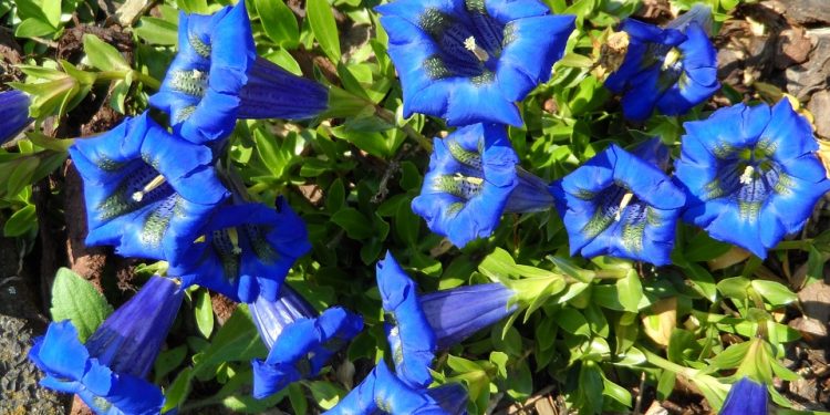 Gentiana - Perennial Plant, How to grow
