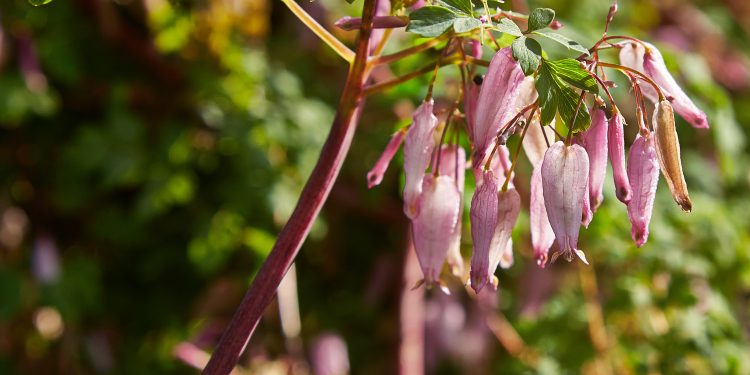 Adlumia fungosa - Perennials Guide to Planting Flowers