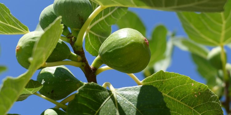 Growing Figs trees in a greenhouse