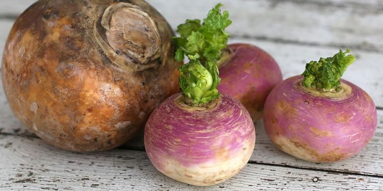 How to grow Turnip Rutabaga