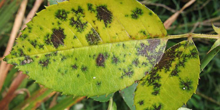 Rose Leaf - Black Spot