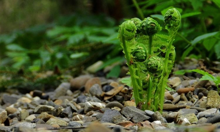 The versatility of ferns is being seen again
