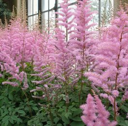 How to grow Astilbe