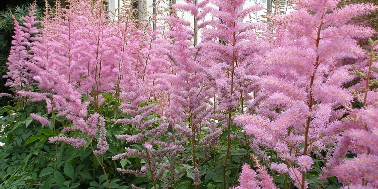 How to grow Astilbe