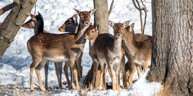 Control Deer in Landscapes