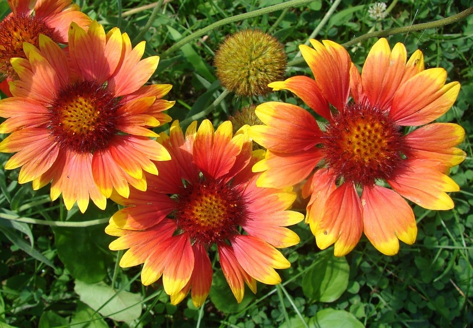 A Guide to Planting Gaillardia