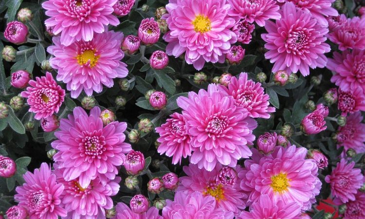 How to Grow, Plant, Water, Propagate, Fertilize a Chrysanthemum plant or Hardy Mum