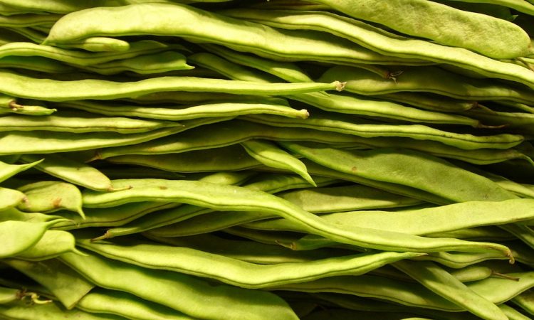 How to plant a bean plant