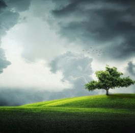 Planting Trees Correctly