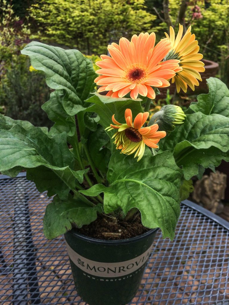 Royal Gerbera Daisy