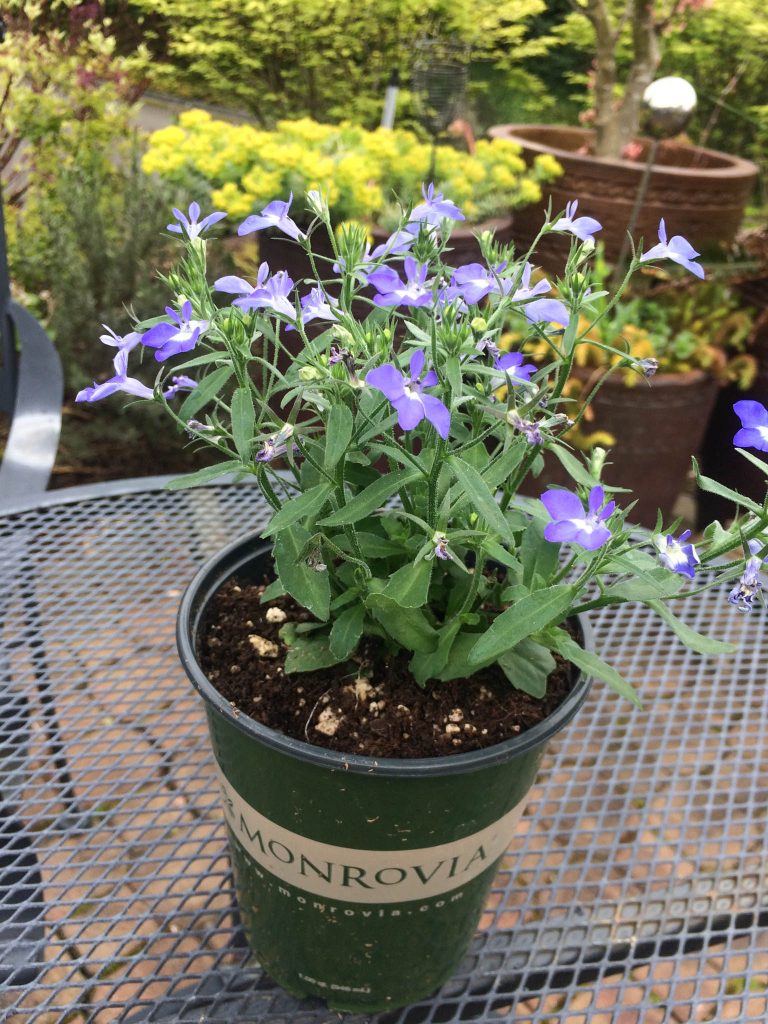Lobelia Magadi Compact Blue