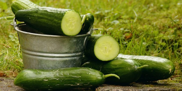 Cucumber and Squash Growing facts