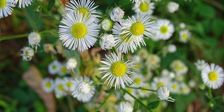 Erigeron - Perennial Plant, How to grow
