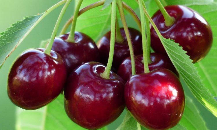 Fruit Trees for the home grounds