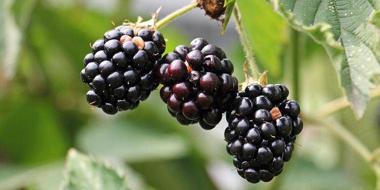 Growing blackberries