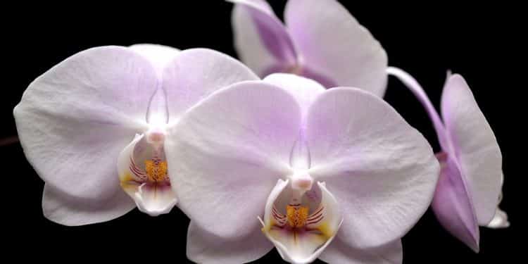 Growing Calanthe Orchid